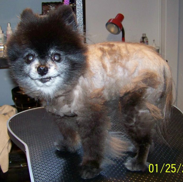 Doggy Stylz Grooming Littleton CO 80121 7202026363